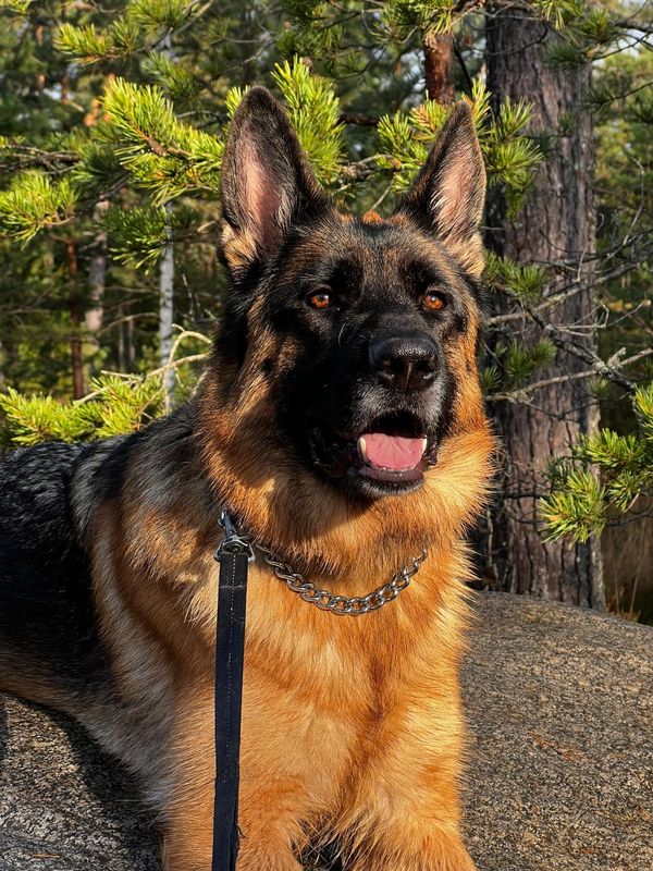 A German Shepherd enjoying the sunshine in a pine forest
